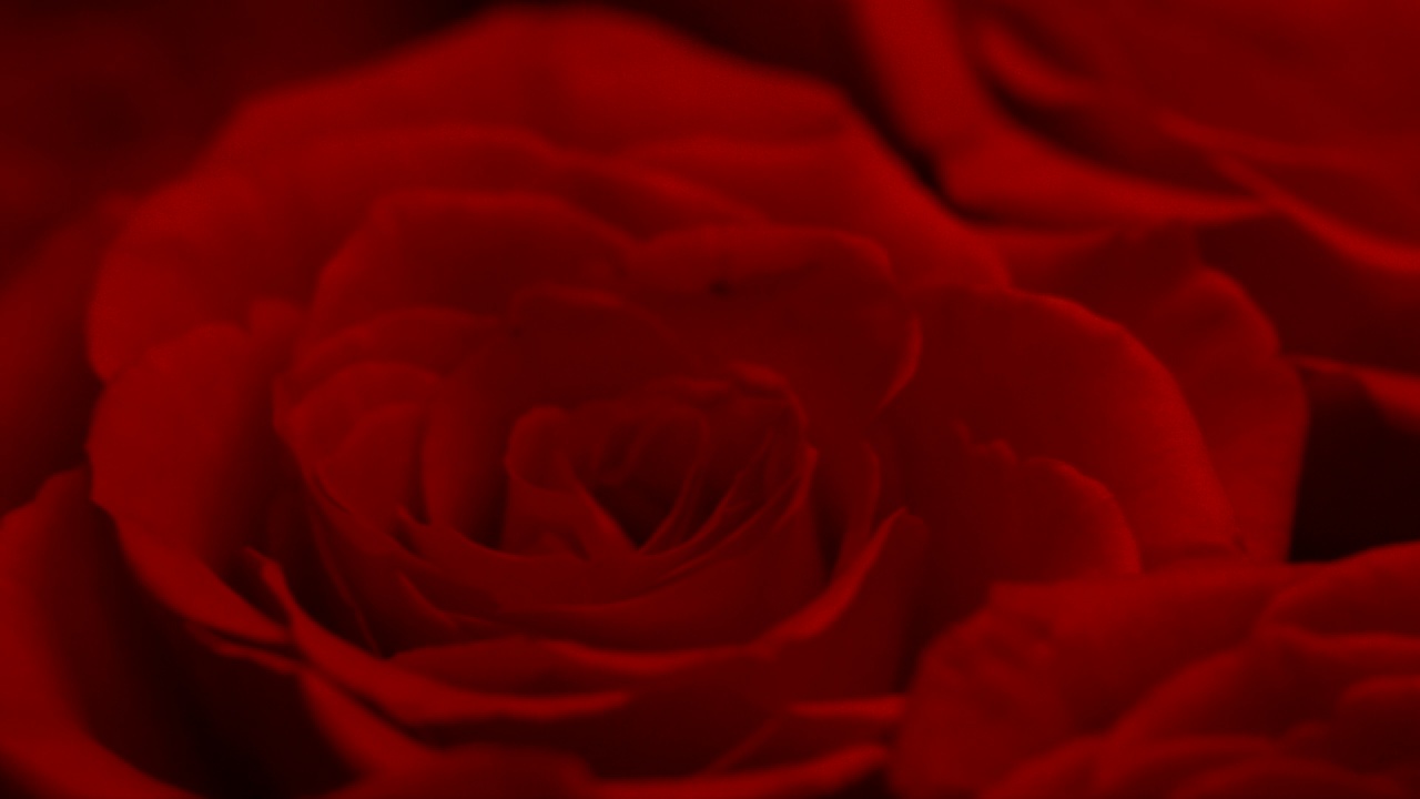 近距离观看玫瑰红蔷薇花束视频素材
