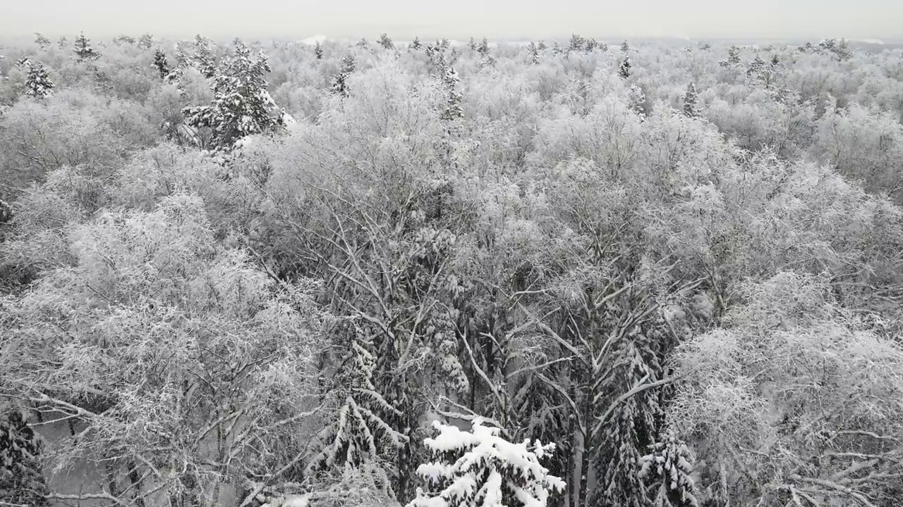 冬雪覆盖森林，天气凉爽，鸟瞰图。视频素材