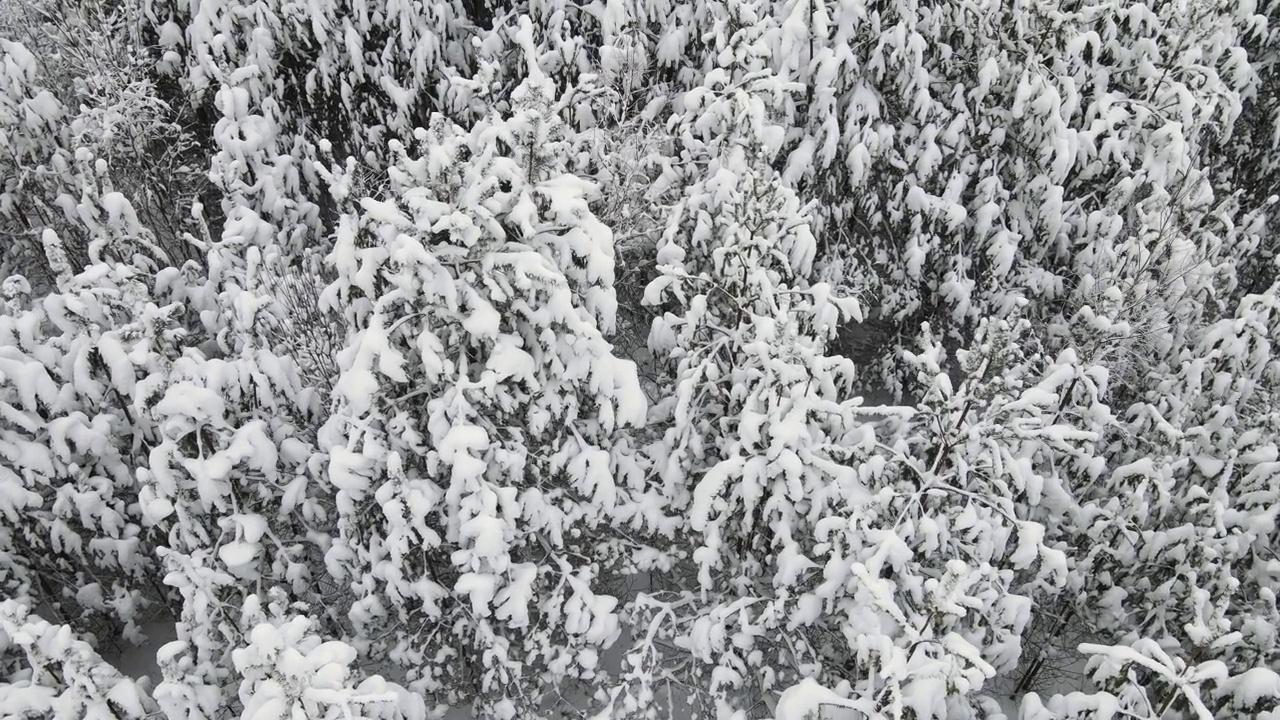 在凉爽的天气下，完美的冰雪森林，鸟瞰图。视频素材