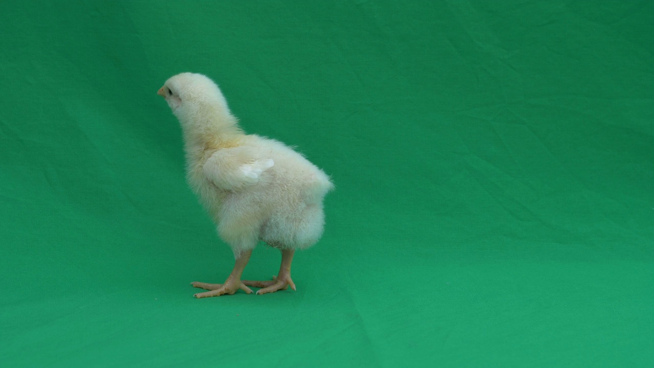 4k Chick walking on Chroma key，绿色屏幕视频素材