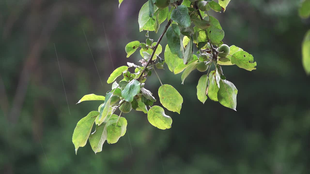 雨点、带叶子的苹果树枝和苹果在风中摇曳。视频素材