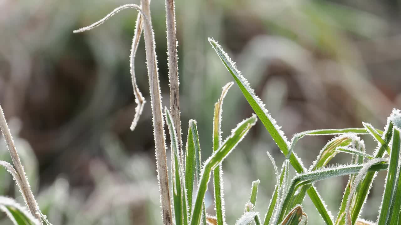 英国湖区安布尔赛德草地上的霜冻。视频素材