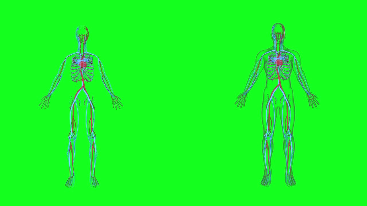 人体心血管系统动画。人体静脉和动脉解剖，医学模型视频素材