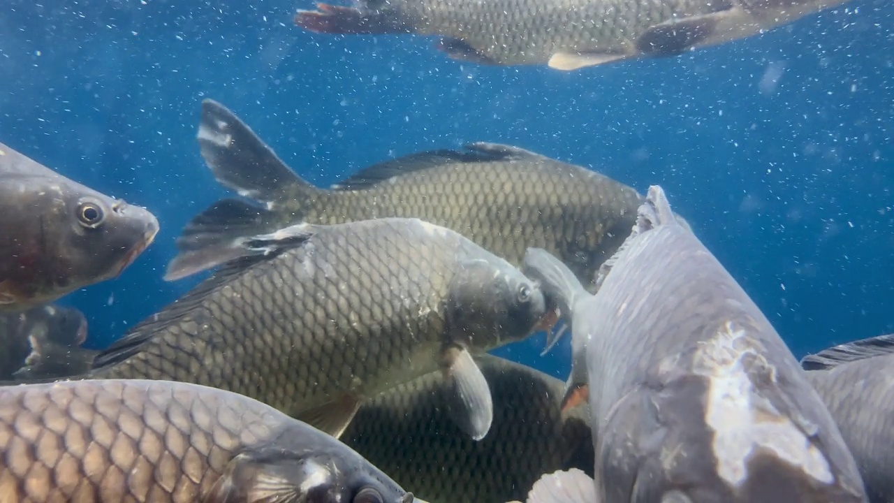 新鲜活鲤鱼在杂货店水族出售，超市淡水。视频素材