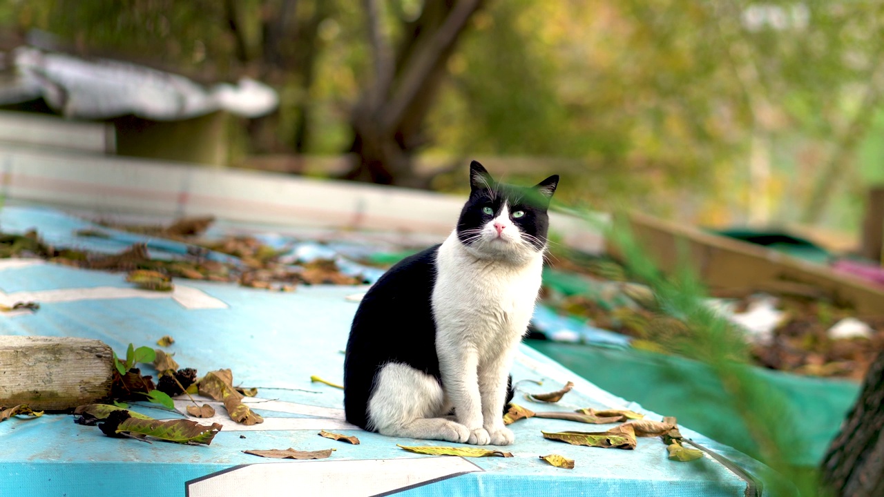 动物街猫视频素材