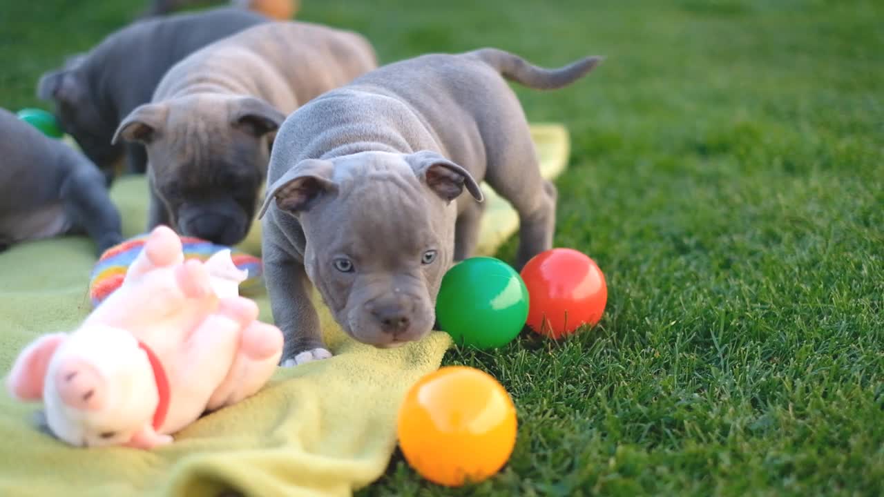 美国恶霸幼犬在房子附近的院子里玩耍。视频素材