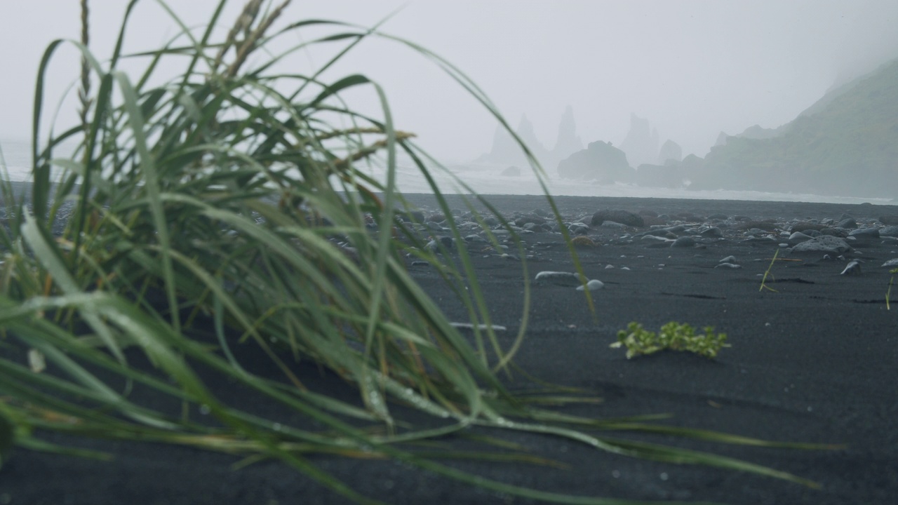 雷尼斯fjara黑色沙滩上的草叶，在雾蒙蒙的暴风雨天，海浪拍打着海岸。维克,冰岛。视频素材