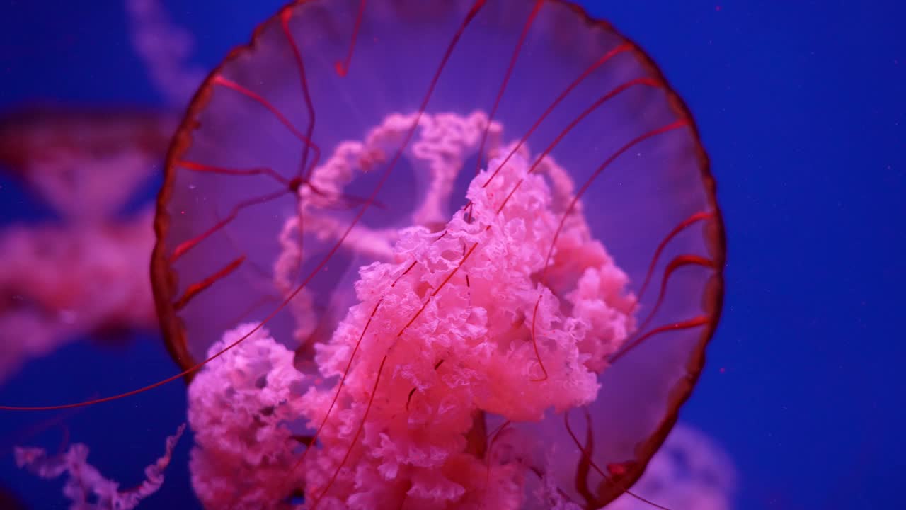 发光的水母在水族馆里游泳视频素材