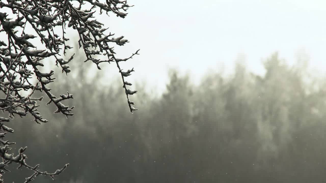 飘落的雪花与太阳和树枝视频素材