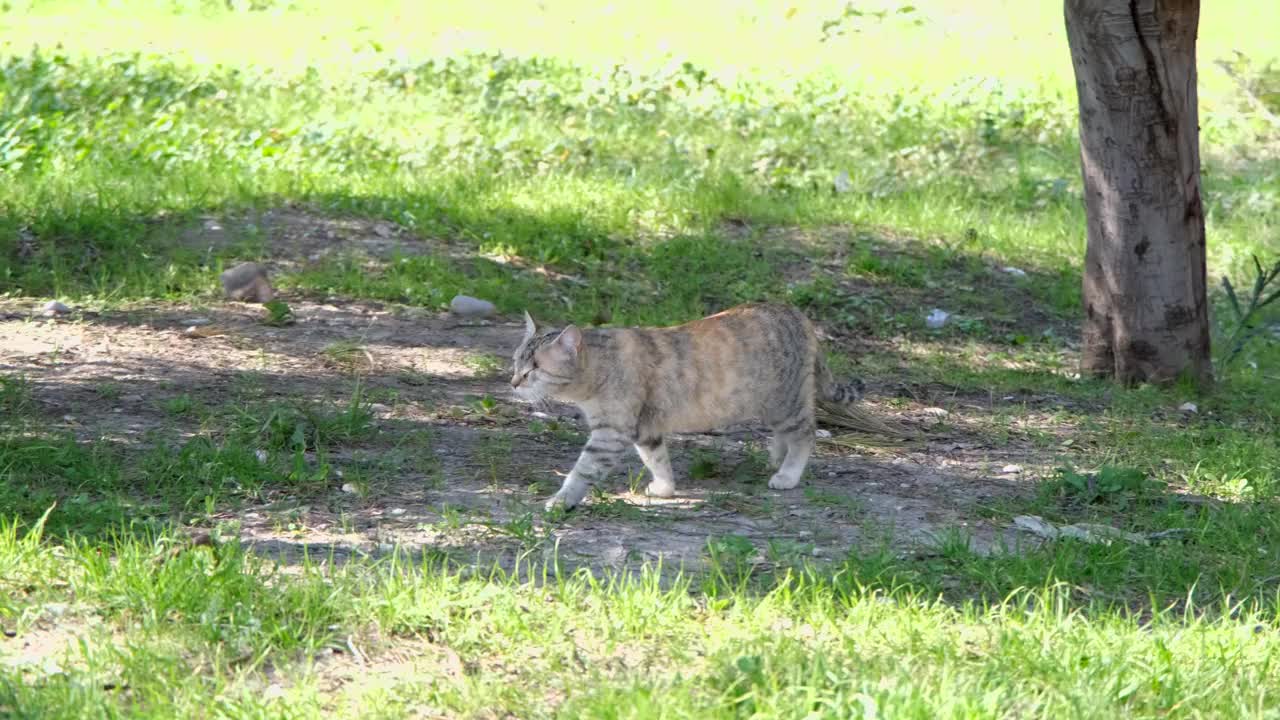 猫视频素材