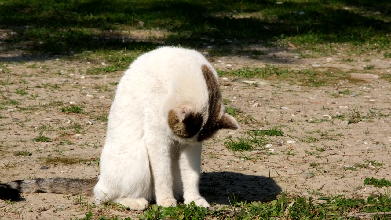 猫视频素材