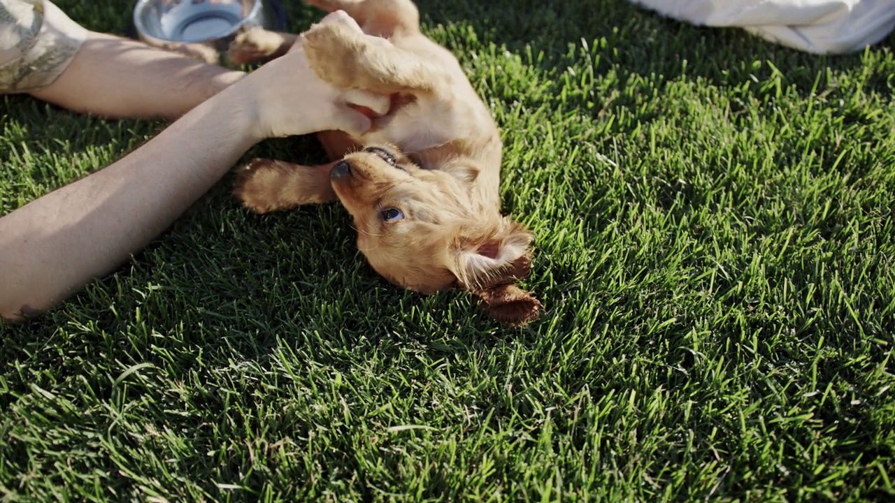 作物管理员在草坪上和小狗玩耍视频下载
