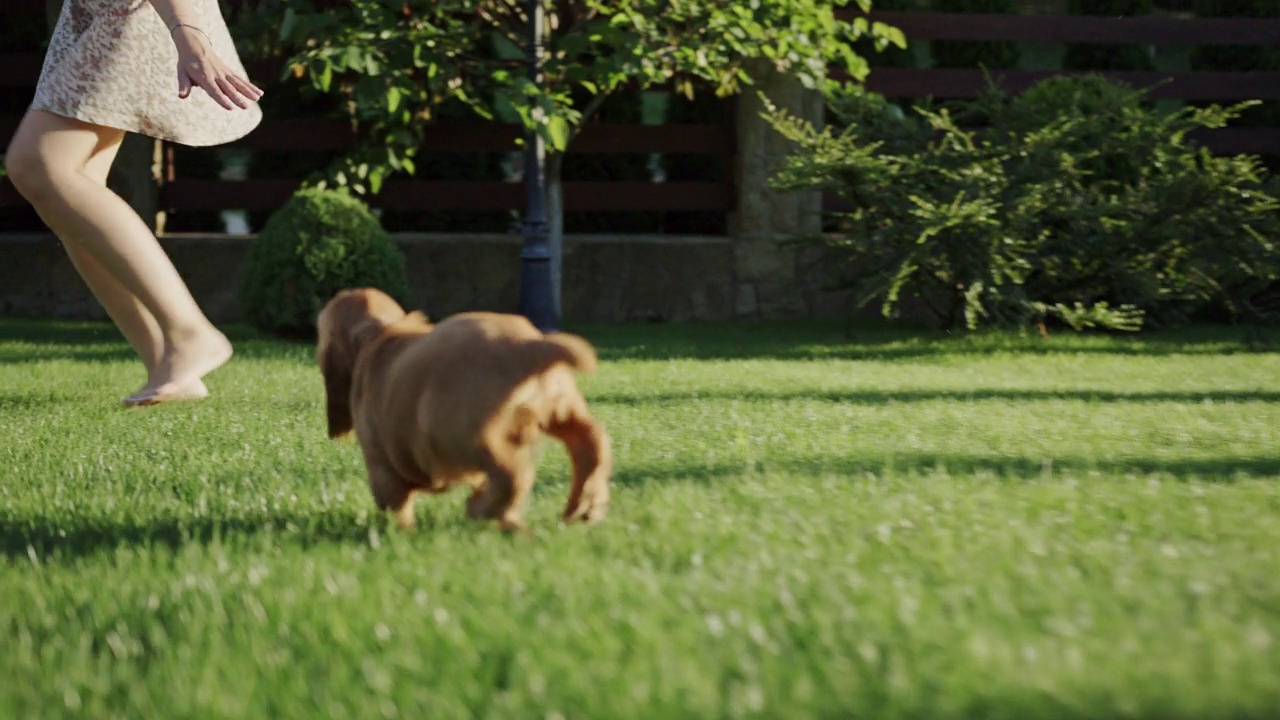 可爱的小狗在院子里追逐主人视频下载