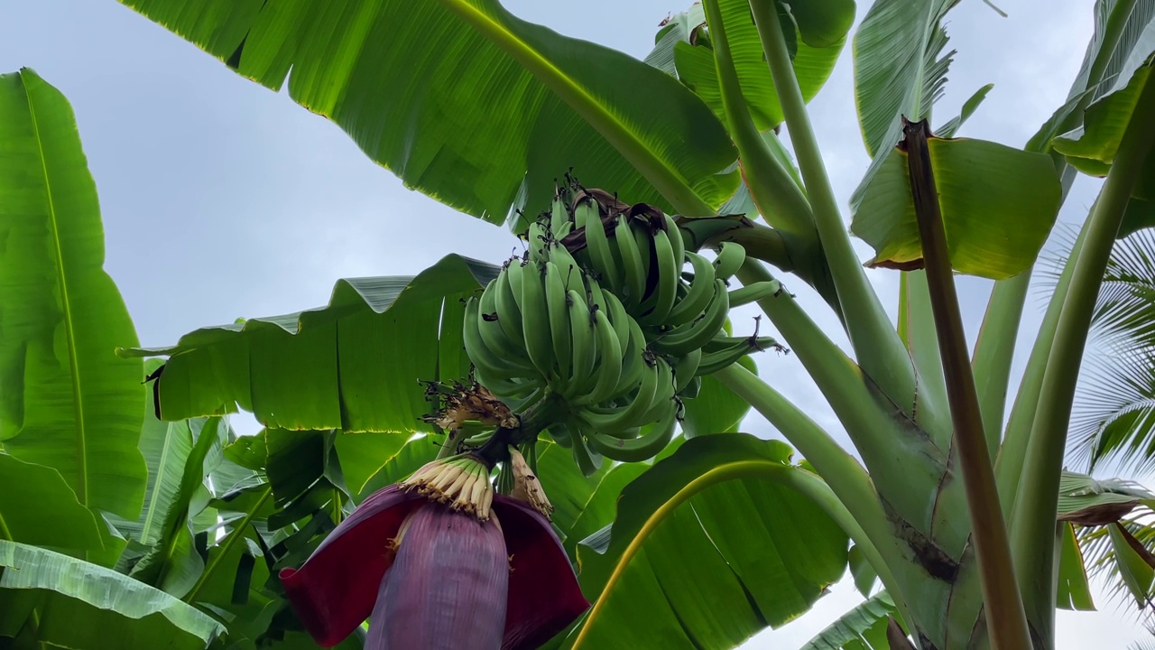 热带绿色芭蕉叶树视频素材