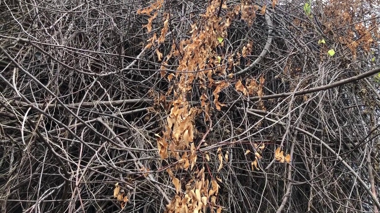 干树枝，堆在一起，森林背景视频下载