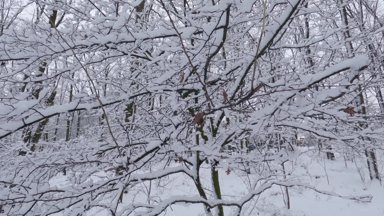 冬天的森林里，树枝上覆盖着刚落下的雪视频素材