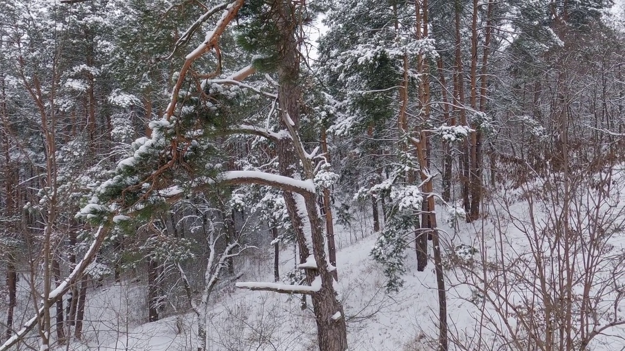 在降雪期间冬季松树和落叶林的断面视频素材