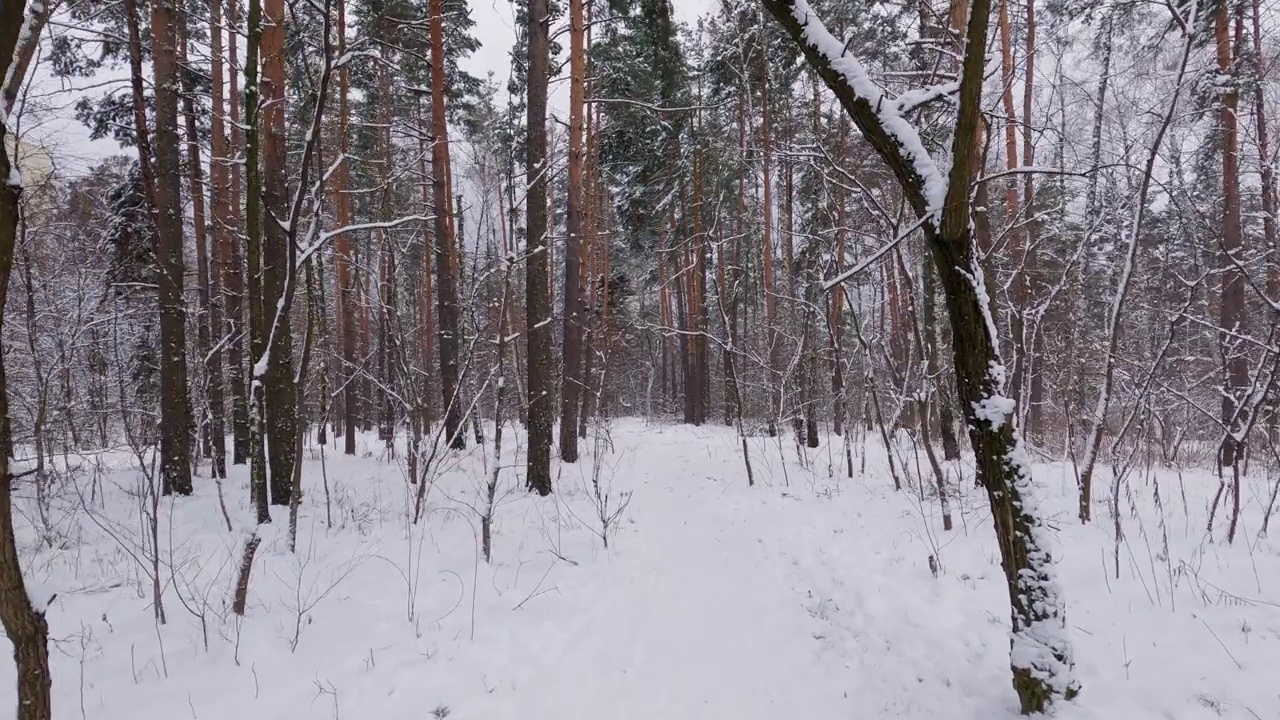 在降雪期间冬季松树和落叶林的断面视频素材