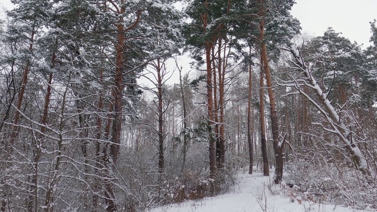 雪中苍松映衬着多云的天空视频素材