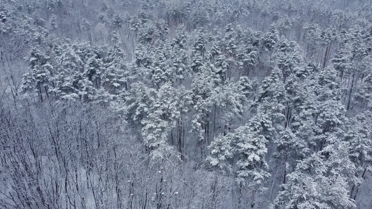 冬季松树和落叶林的剖面，鸟瞰图视频素材