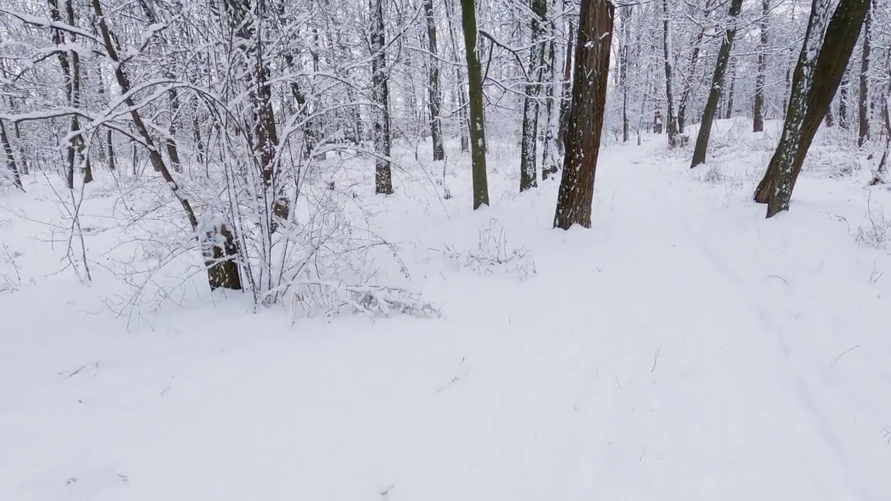 冬季落叶林下大雪后阴天视频素材