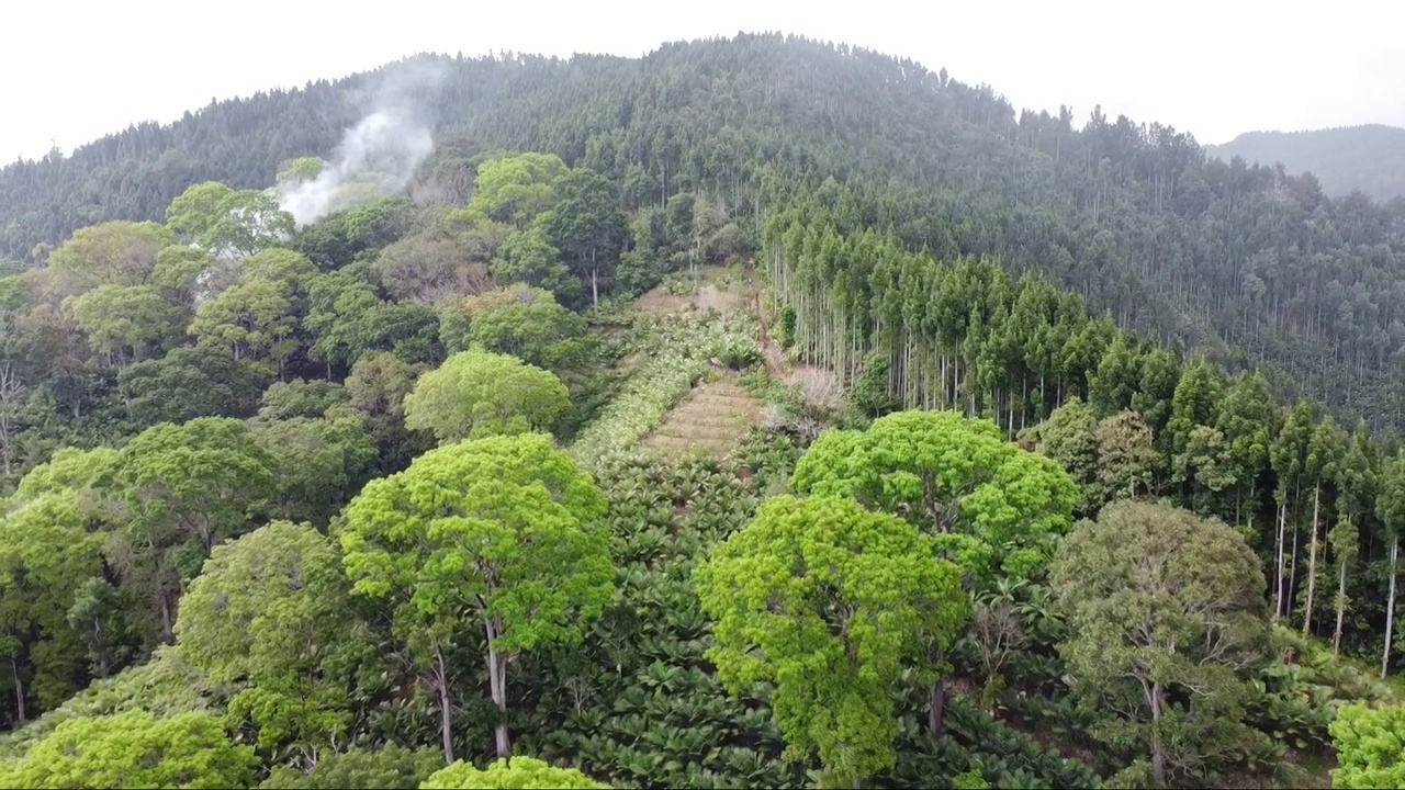 鸟瞰图松林和树脂山背景视频素材