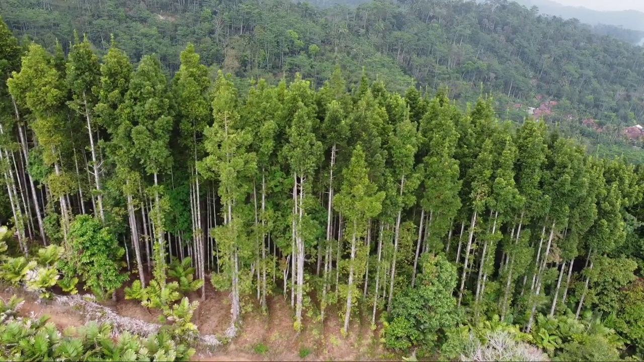 鸟瞰图松林与山的背景视频素材