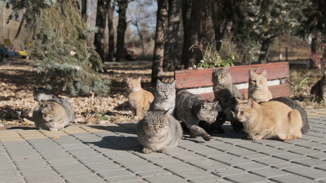 许多无家可归的猫一起坐在自然的公园里，慢镜头视频素材