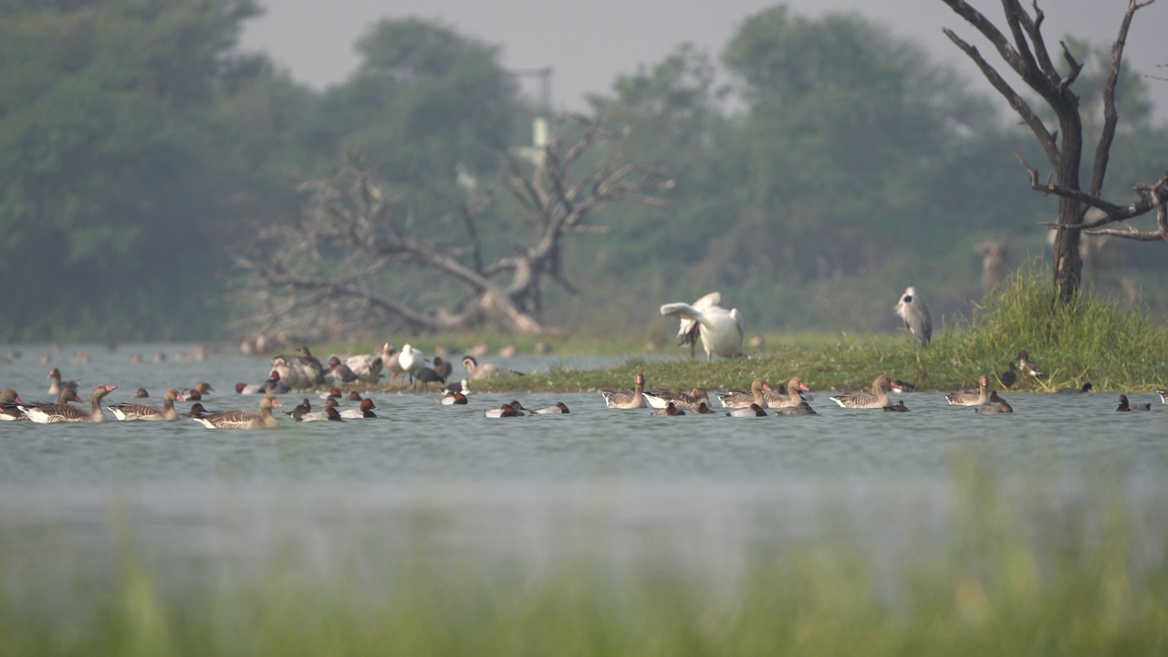一群迁徙的鸭子，鹅和其他涉禽在托尔鸟类保护区——印度古吉拉特邦的拉姆萨尔湿地视频素材