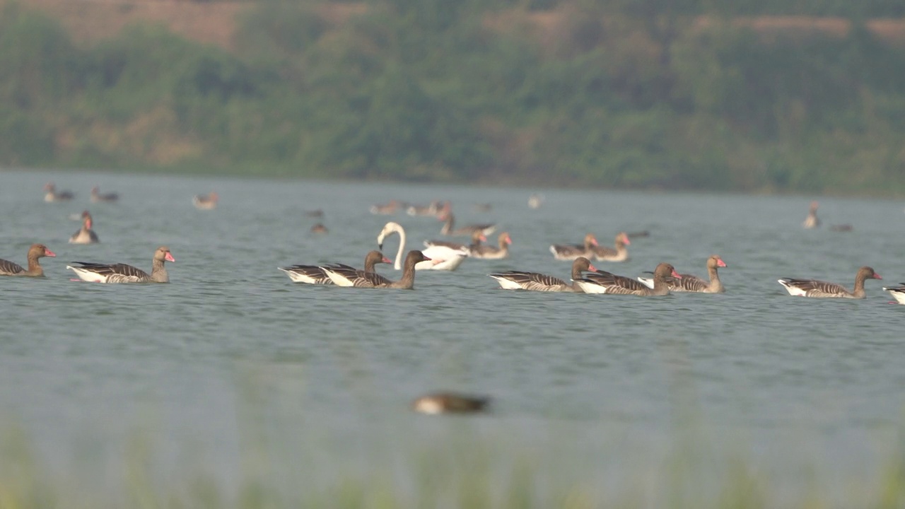 大火烈鸟和灰雁群在托尔鸟类保护区-拉姆萨尔遗址在古吉拉特邦，印度视频素材