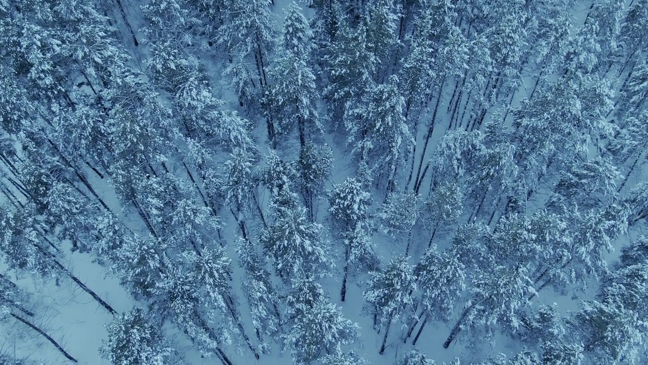 直升机飞过一片美丽的冬季森林，树木都在雪地里。在松树林的霜冻的冬日里，高大的松树和冷杉被冰雪覆盖。4 k, ProRes视频素材