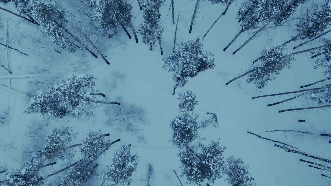 直升机飞过冬天的森林，高大的冷杉矗立在雪地里。美丽的冬季风景，雪天松树林。从以上观点。4 k, ProRes视频素材