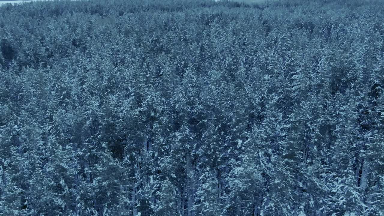 四轴飞行器飞过冬天的松树林，树木都在雪地里。美丽的风景，高大的松树屹立在雪中，一望无际的野生自然。4 k, ProRes视频素材