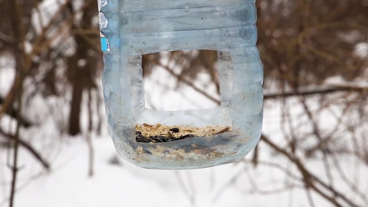 大山雀在喂食器上视频素材