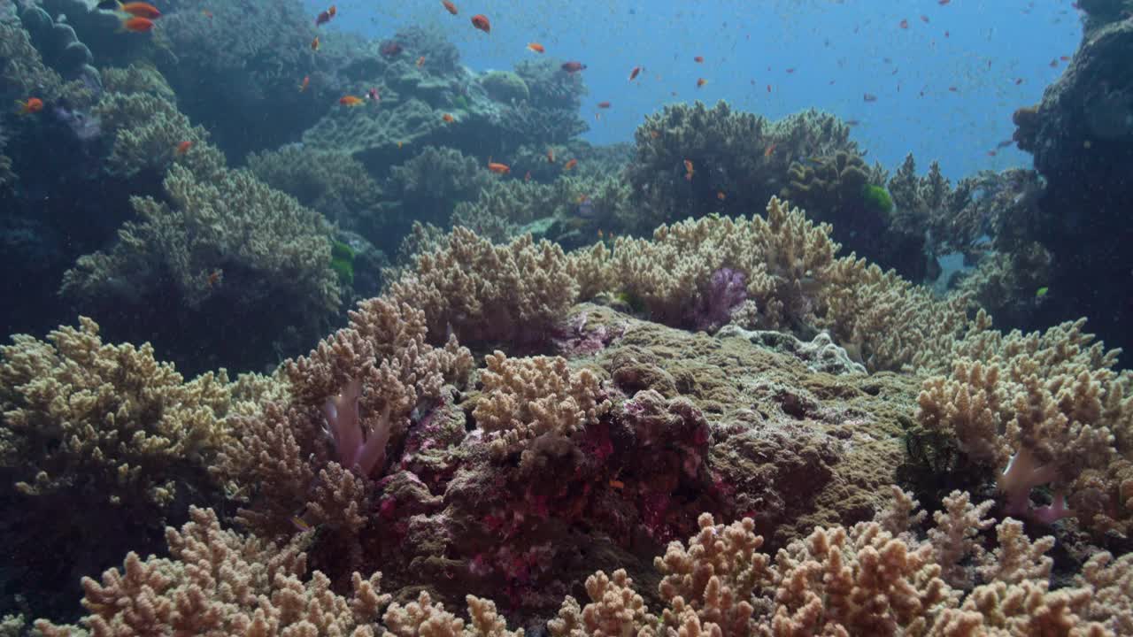 难以置信的美丽的水下珊瑚礁，西曼群岛泰国视频素材