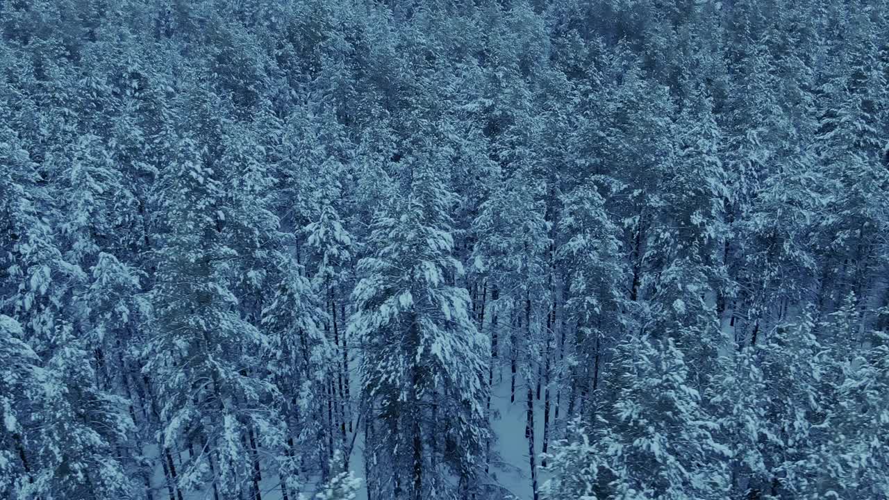 直升机飞过冬季森林，高大的松树被雪覆盖。美丽绝伦的风景，树梢被白雪覆盖，自然的野性。4 k, ProRes视频素材