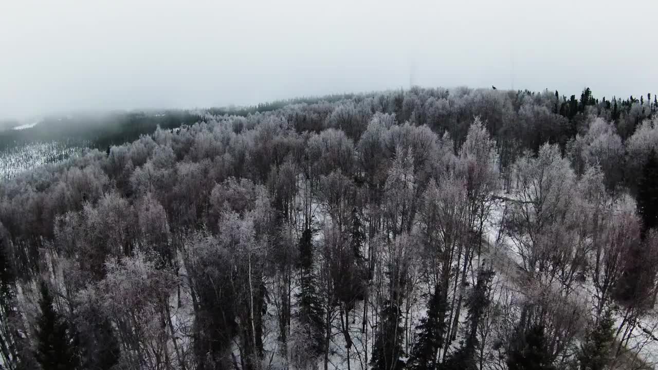 空中向前生长的树木在森林雪景-费尔班克斯，阿拉斯加视频素材