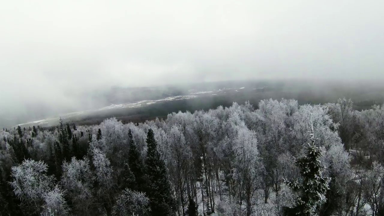 空中生长的冰冻白树在山上的森林-费尔班克斯，阿拉斯加视频素材