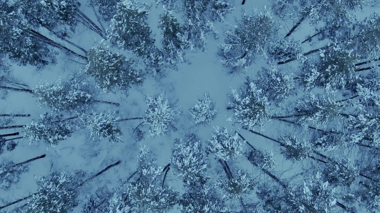 无人机飞过美丽的冬季森林，雪落在树顶和树枝上。美丽的冬季景观在北方的针叶林中，树木被霜冻覆盖。4 k, ProRes视频素材