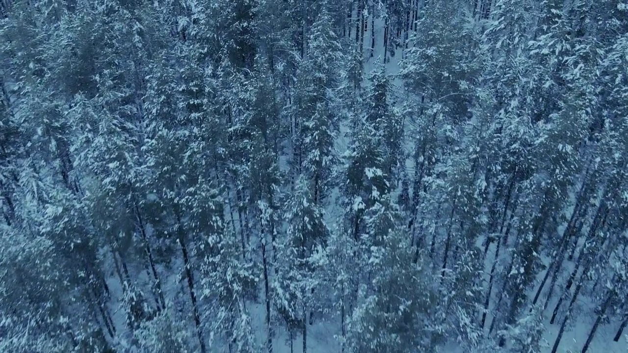 直升机飞过白雪皑皑的森林，美丽的风景。雪躺在树和树枝的顶部，一个美丽的冬季针叶林。俯视图，森林里霜冻的一天。4 k, ProRes视频素材