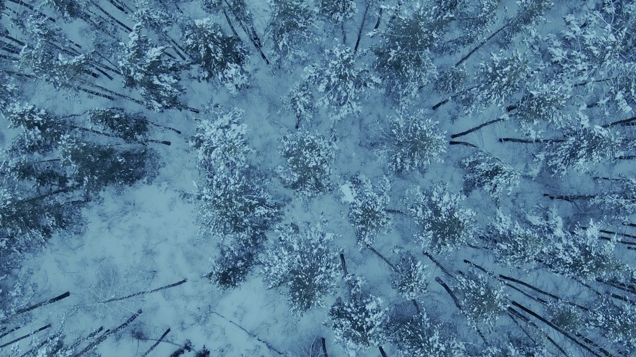 直升机飞过一片白雪皑皑的森林、高大的松树和云杉。美丽的冬季森林，白雪覆盖的树木。童话般的针叶林景观。从以上观点。4 k, ProRes视频素材