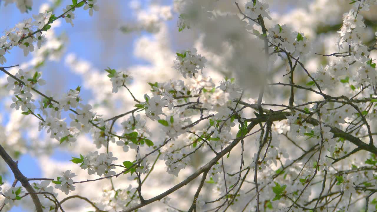 大自然的春天觉醒背景4k慢镜头60帧/秒视频素材