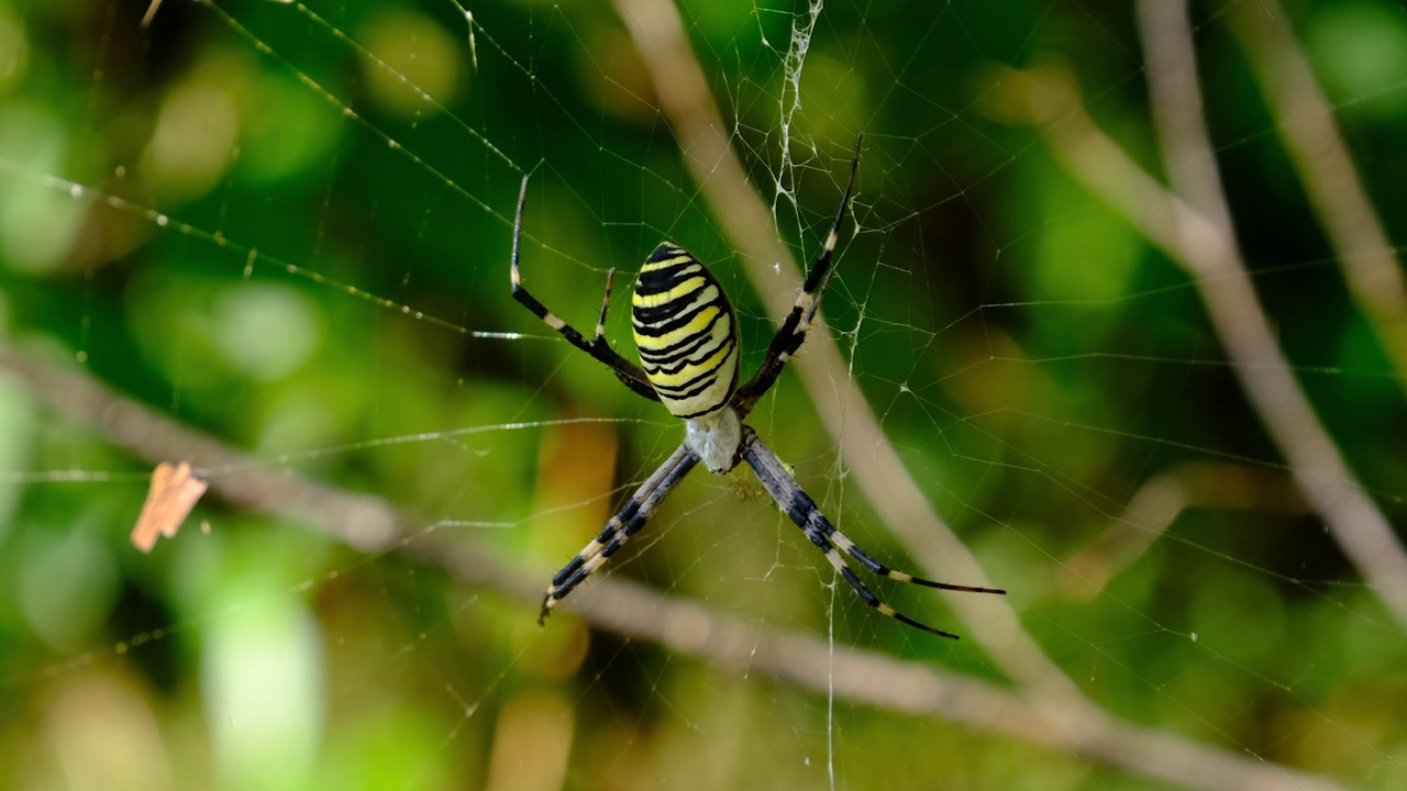 在森林的绿色自然背景下，网上的大蜘蛛特写视频素材
