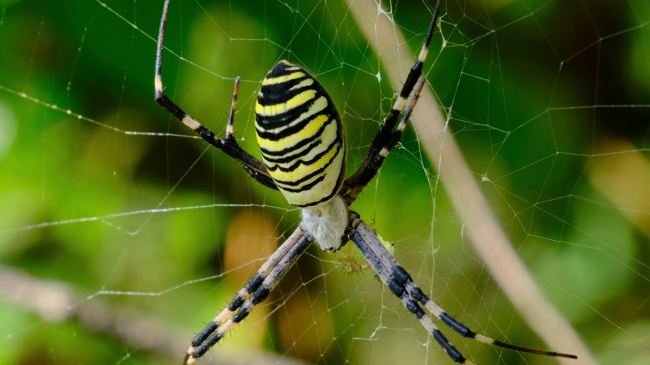 在森林的绿色自然背景下，网上的大蜘蛛特写视频素材
