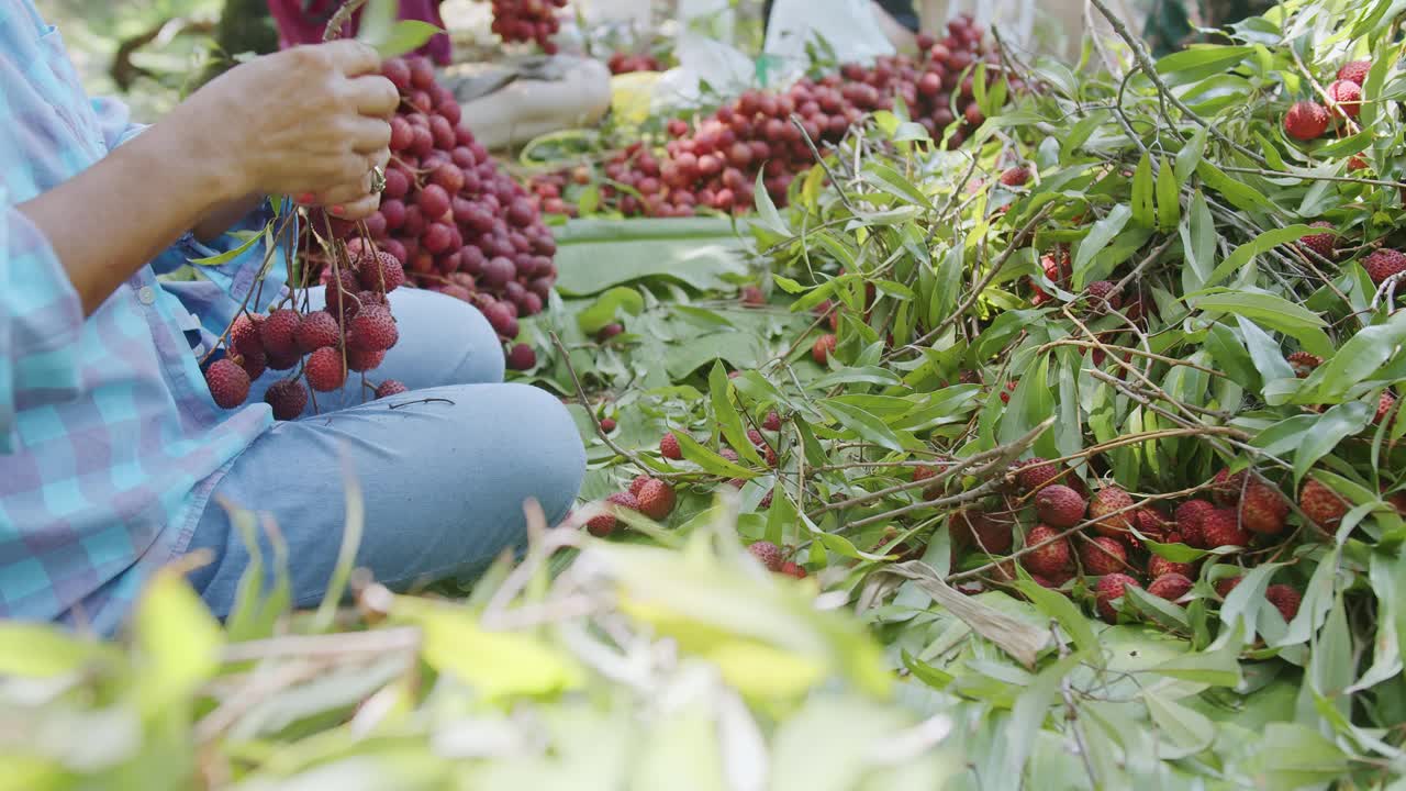 在泰国采摘成熟的新鲜荔枝的一堆美味的热带水果视频素材