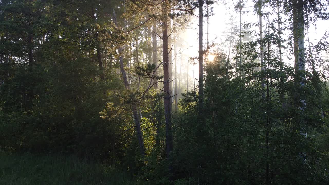 鸟瞰森林视频素材