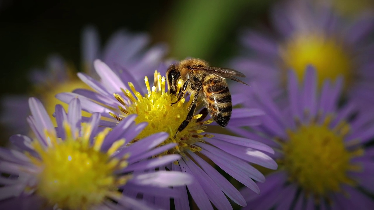 从紫菀花采集花蜜和花粉的蜜蜂视频下载