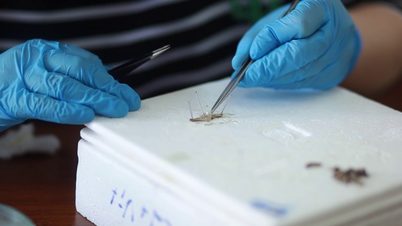 生物学视频下载