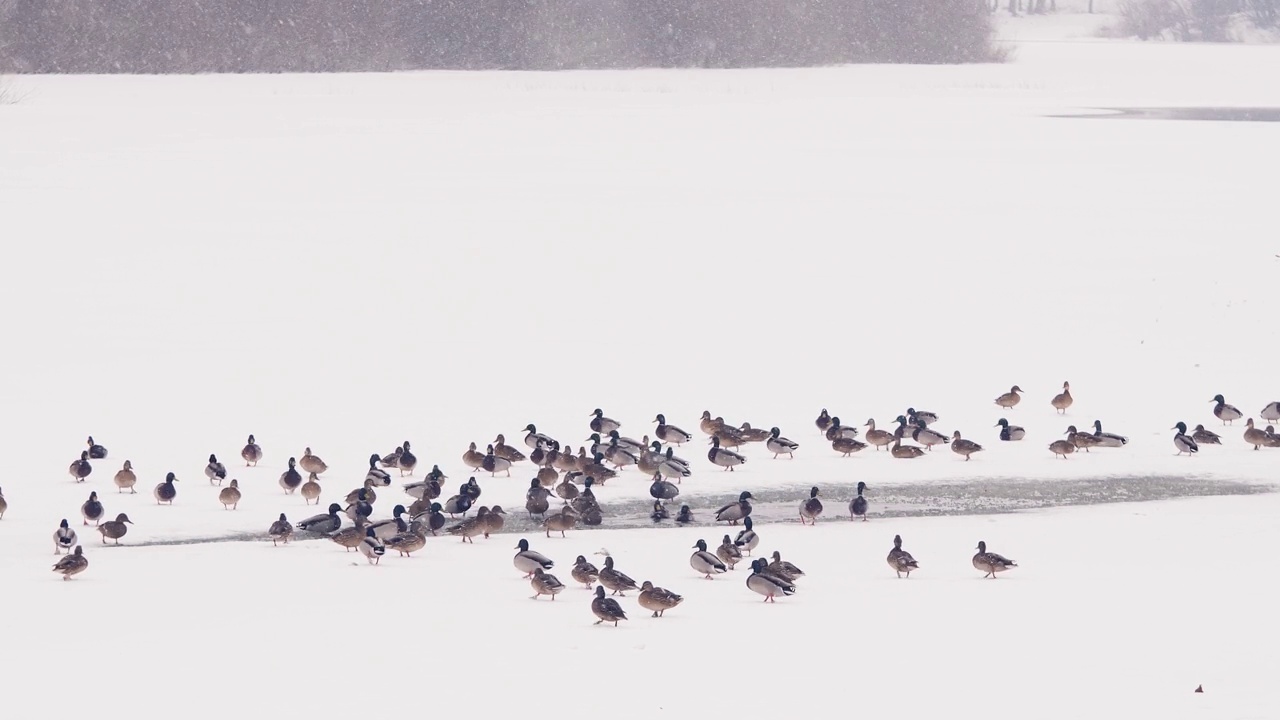 冬季，许多野鸭出现在雪水和森林景观中视频素材