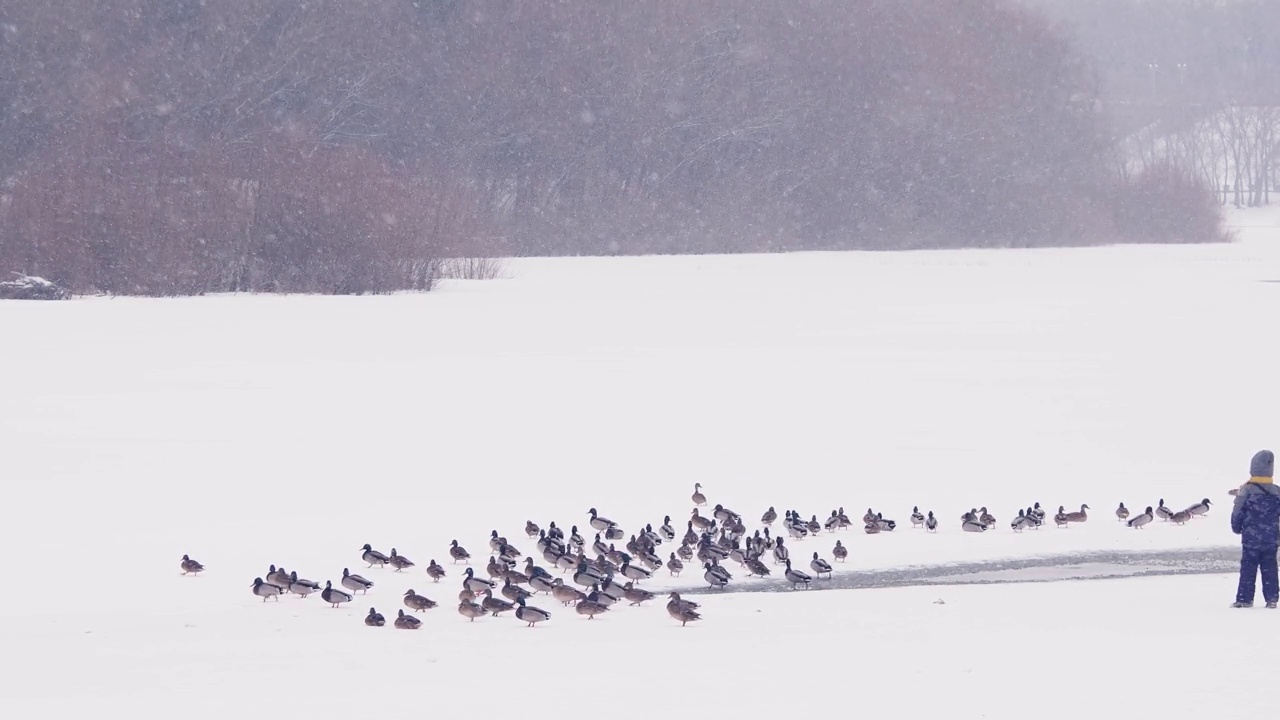 冬季，许多野鸭出现在雪水和森林景观中视频素材